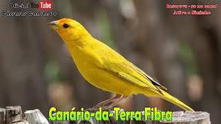 Canário -da-Terra Canto fibra