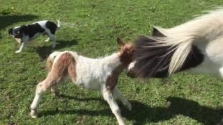 Miniature Shetland Pony Foaling 2016