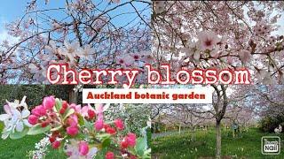 Cherry blossom, spring in Auckland botanic gardens, New Zealand 2024