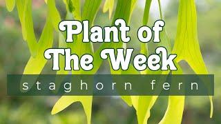 PLANT OF THE WEEK | STAGHORN FERN