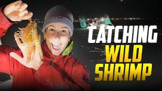 Catching Wild SHRIMP (Catch Clean & Cook)