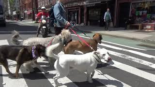 Dog Walker NYC Alphabet City 2 Hour Group Walks The K-9 Club