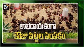 లాభదాయకంగా కౌజు పిట్టల పెంపకం | Quail Birds Farming | Matti Manishi | 10TV News