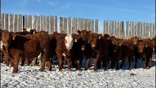 Dennis & Barb Holmes - 725# January Weaned Steers - 47 Head (Cochrane, AB)