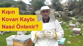 Arılarımız Neden Ölüyor?#arıcılık #beekeeping #arı #beekeeper #bal