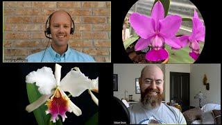 How  to have Cattleya species blooming all year round • Discussion with Stephen Van Kampen-Lewis