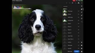 Lightroom Mobile am iPad - Presets erstellen
