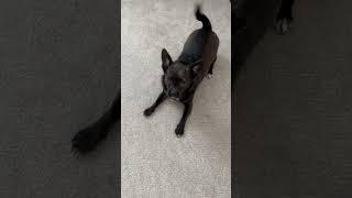 #blackchihuahua