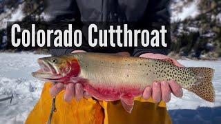 Early Ice 2021 TROPHY Alpine Cutthroat Trout