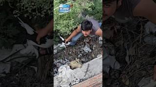 pigeon trap video  pigeon viral video #pigeon #kabutar #birds #trending #shortsfeed #shorts