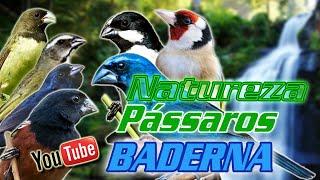 ESQUENTE SEU PÁSSARO, BADERNA  PARA ESQUENTAR QUALQUER AVE, CANTO DE PÁSSAROS NA NATUREZA