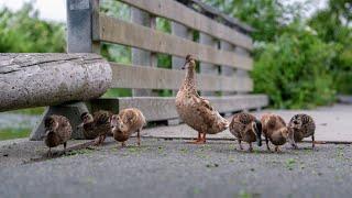  Family Of Baby Birds Sharing The Same Food 