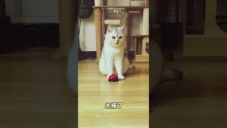 Intelligent CatBest Funny New Clip  | New  Video try  #short