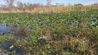 Camp Mack's Airboat ride - Gator video, Lake Wales, FL RV Campground, near Legoland