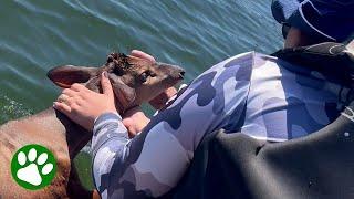 Drowning deer looks at her rescuers with such devotion