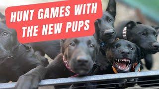 Join us for Some Puppy Hunt Games | Grassroots K9