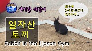 [배달이배드민턴] 일자산체육관에 나타난 토끼/[Badminton Master] Rabbit in the Iljasan Gym