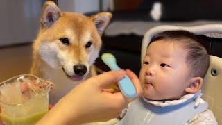 Shiba Inu Dog Trying to Steal Baby's Food