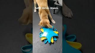 Young pup program for socialization and training. #puppies #puppytraining #puppysocialization