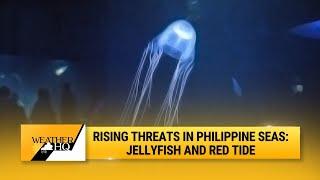 Rising Threats in Philippine Seas: Jellyfish and Red Tide with Nazzer Briguera | Weather HQ