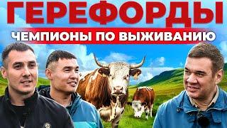 Откорм БЫЧКОВ без навесов.  Почему герефорды растут даже в Сибири? Мясное животноводство