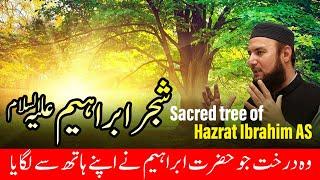 Sacred tree of Hazrat Ibrahim AS | Travel with Mufti Abdul Wahab