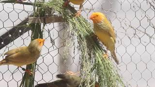 Yellow Head Star Finches