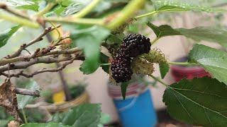 Sweet Mulberry Harvesting