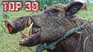 30 Shots in 3 Minutes | Wild Boar Hunting Ep 13
