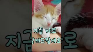 고양이가 같이 자는 사람 특징 7가지  #shorts