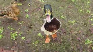 Lustige Ente! Funny duck!