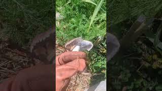 I Haven't Bought Mushrooms in YEARS -  Growing Wine Cap Mushrooms #permaculture #mushroom #garden