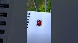 HOW TO DRAW A REALISTIC LADYBUG 