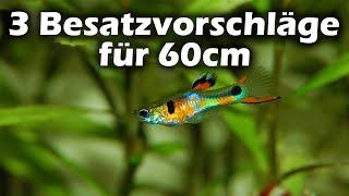 3 Besatzvorschläge für das 60er Aquarium (143)