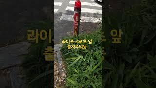 라이프 스포츠 앞 출차주의등