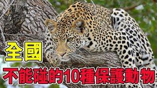 國家千萬不能碰的10種“一級保護動物”，誤傷一隻，最少10年起步【黑土日記】