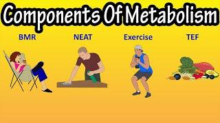 The Components Of Metabolism Or Total Daily Energy Expenditure - What Is TDEE Explained