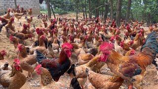 How to raise free-range chickens for meat and eggs.