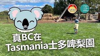 20210217I 真BC在Tasmania士多啤梨園