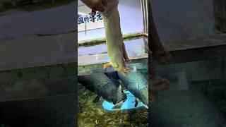 Arapaima fish ️ eats a piglet #shortsfeed #arapaimagigas #monsterfish #yt #ytshort #viralshorts