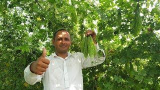 Karela Recipe | Karele ki Sabzi Recipe by Mubashir Saddique | Village Food Secrets