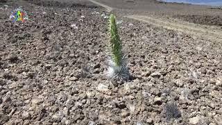 This BLEW me away!  The Silversword in FULL bloom! June 8, 2024