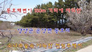 동호해변이 150m 거리에 자리한 양양군 손양면 동호리 소나무숲속 아늑한 전원주택지