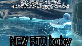 New fish of tank rtc and spotted gar  RTC ගැන ( සි0හලෙන් ම ) AquaLifeSL