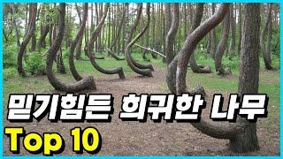 전 세계에서 발견되지 않은 독특한 나무 Top 10