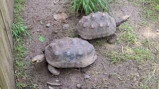 Cutest Box Turtles Look at him go!  Bergen County Zoo NJ #turtles  #boxturtle