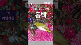 #동백 #세번피는꽃       #임영웅 #TV어딜가든