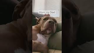 Sorry mom. Dad for the win. #cutedog #dog #adorabledog #dogdad #shortsvideo