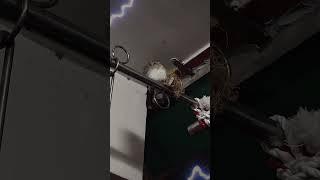 這幾天晚上都會來陽台睡覺的野生鳥(旁邊的鳥窩是以前的鳥築的，不過築到一半就沒在回來了) #鳥
