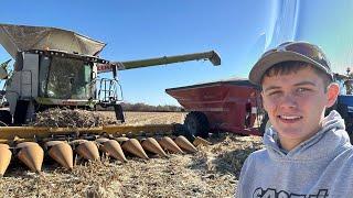 Phenomenal Corn Harvest - 18 year old Farmer